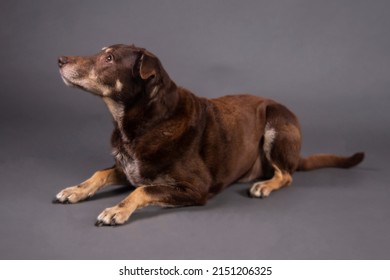 Brown Dog Labrador Rottweiler Dobermann Mixed Breed In Photo Studio Grey Background Isolated Funny Happy Photoshoot Portrait Eyes Tongue Funny 