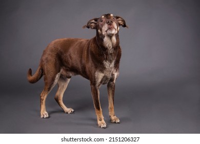 Brown Dog Labrador Rottweiler Dobermann Mixed Breed In Photo Studio Grey Background Isolated Funny Happy Photoshoot Portrait Eyes Tongue Funny 