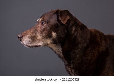 Brown Dog Labrador Rottweiler Dobermann Mixed Breed In Photo Studio Grey Background Isolated Funny Happy Photoshoot Portrait Eyes Tongue Funny 