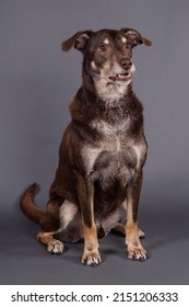 Brown Dog Labrador Rottweiler Dobermann Mixed Breed In Photo Studio Grey Background Isolated Funny Happy Photoshoot Portrait Eyes Tongue Funny 