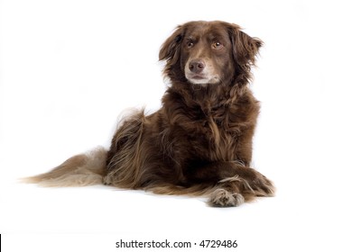 brown dog laying down and looking curious - Shutterstock ID 4729486