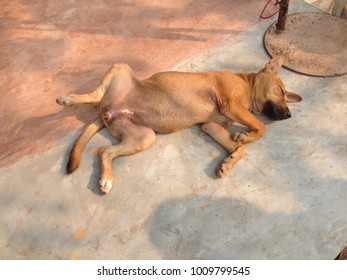 A Brown Dog Laying Down On His Back