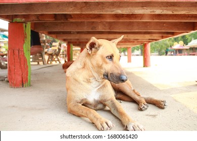 Brown Dog Laying Under The Table 