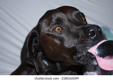 Brown Dog Licking Peanut Butter Spoon