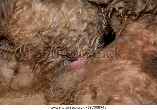 Dog Licking Penis