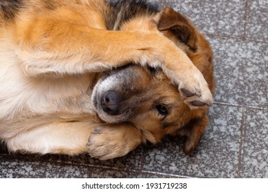A Brown Dog Lies In A Room On The Floor And Closes His Eyes With His Paws. The Concept Of Shame