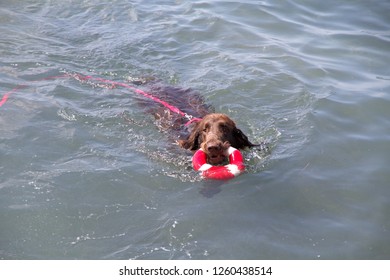 Brown Dog With A Life Preserver In The Mouth