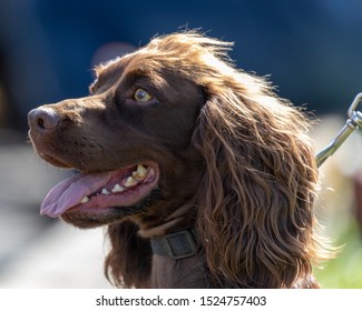 847 Dog poser Images, Stock Photos & Vectors | Shutterstock