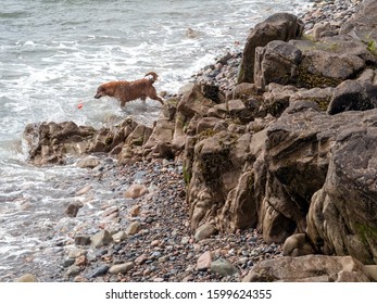 Brown Dog Looking At Empty Plastic Soft Drink Bottle In The Ocean Water. Concept Pollution And Ecology Issue.