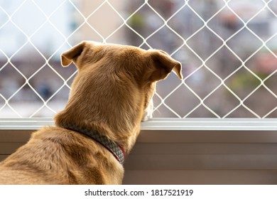 Brown dog looking through a window with safety net. Home protection for pets
