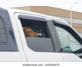 A Brown Dog Looks Out The Window Of A White Truck On The Road