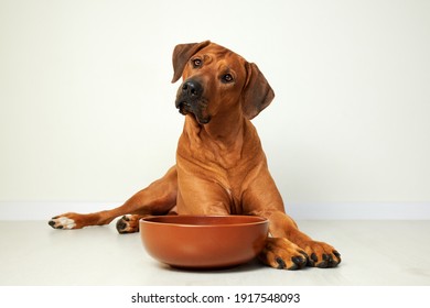 Brown Dog Lying Next To Empty Food Bowl Waiting For Feeding