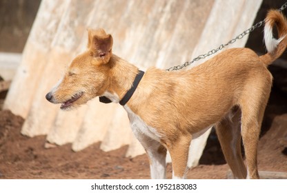 A Brown Dog On A Leash Standing On Broken Asbestos