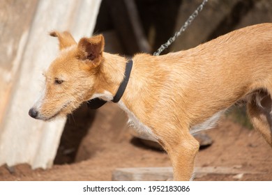 A Brown Dog On A Leash Standing On Broken Asbestos