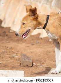 A Brown Dog On A Leash Standing On Broken Asbestos