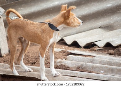 A Brown Dog On A Leash Standing On Broken Asbestos