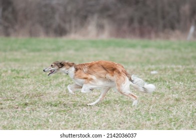 Brown Dog On The Run At Lure Coursing