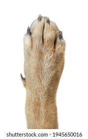 Brown Dog Paw Isolated On White Background                  