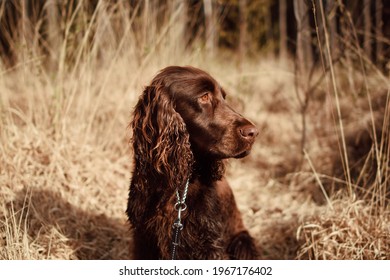 Brown Dog Photoshoot Outside Grass