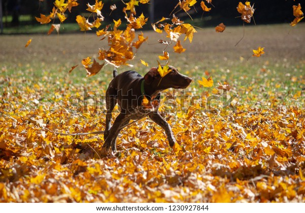 Brown Dog Playing Leaves Park German Stock Photo Edit Now 1230927844