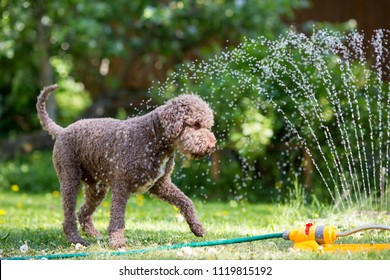 Brown Dog Is Playing With A Water Sprinkler Outdoors On A Hot Summer Day. The Dog Is Cooling Itself.