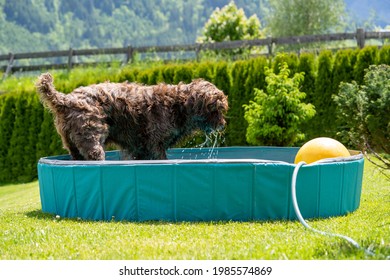 A Brown Dog Is Playing With Water And Toys In A Dog Pool On A Hot Summer Day