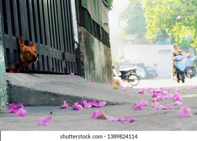 Brown Dog Poked Out Head From Slot Of Gate Of House And Bark Strange People, Dog Face So Funny