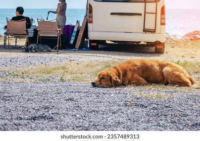 Brown dog relax and napping on sandy beach with blurred image of tourist camping van and sea in background. Adorable pet resting near its owner on vacation. Holiday with travel and camping at seaside. - Powered by Shutterstock