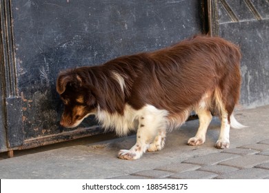 Brown Dog Remained On Street Behind Closed Door Of Building.