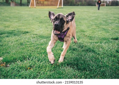 A Brown Dog Running Away From Owner Across The Football Field In Maryland Park