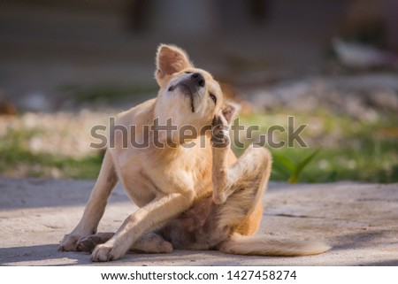 brown dog scratching itself, self hygiene in wildlife of an abandoned bummer 