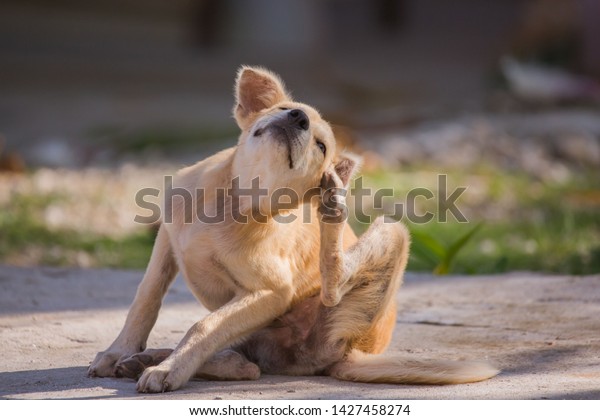 brown dog scratching itself, self hygiene in\
wildlife of an abandoned bummer\
