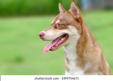 A Brown Dog Sitting In A Backyard. A Mixed Siberian Husky And Corgi Dog.