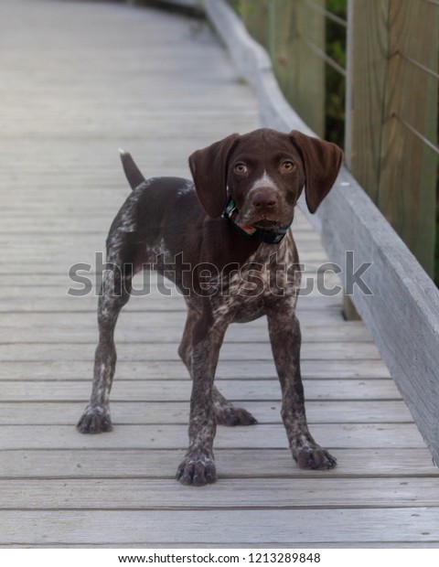 Brown Dog Sitting Inside Posing Camera Stock Photo Edit Now