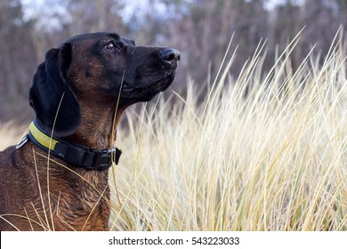 Brown Dog Sniffing The Air