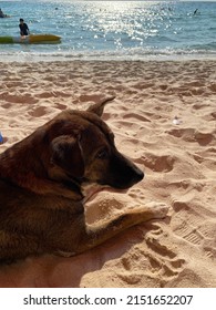 A Brown Dog Squatting On The Beach At Koh Larn Seaside In Pattaya