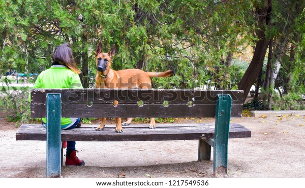 Brown Dog Stand On Bench Looking Royalty Free Stock Image