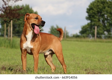 brown dog is standing in the garden - Shutterstock ID 663914056