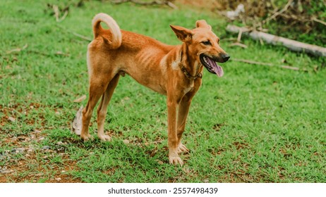 A brown dog is standing in a grassy field. The dog is looking at the camera and has its tongue out - Powered by Shutterstock