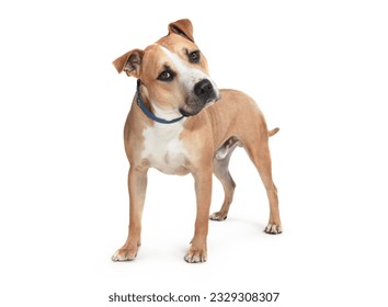 Brown dog standing on a white background - Shutterstock ID 2329308307