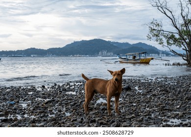 A brown dog stands on a rocky beach, with a boat and a city skyline visible in the background. - Powered by Shutterstock