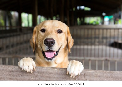 Brown dog stood and wait over the cage  - Shutterstock ID 556777981