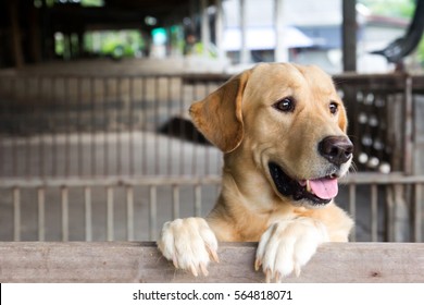 Brown Dog Stood And Wait Over The Cage 