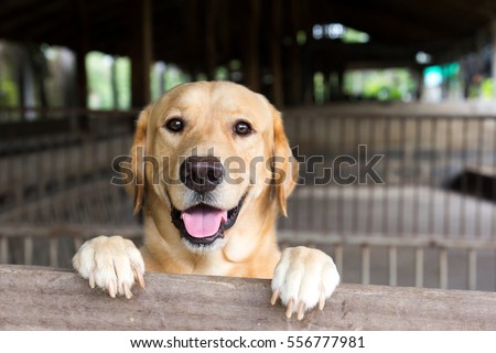 Brown dog stood and wait over the cage 