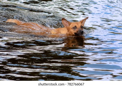 A Brown Dog Swiming Into The Water 