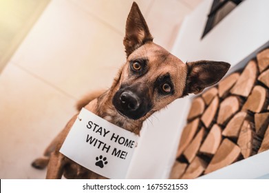 Brown Dog With The Table 