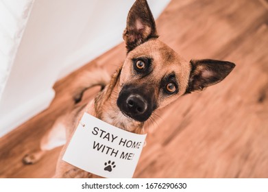 Brown Dog With The Table 