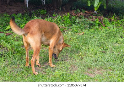 Brown Dog Vomit On The Ground.