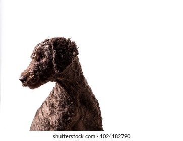 Labra Doodle Isolated Images, Stock Photos & Vectors | Shutterstock