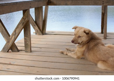 152 Pavilion cute dog Images, Stock Photos & Vectors | Shutterstock